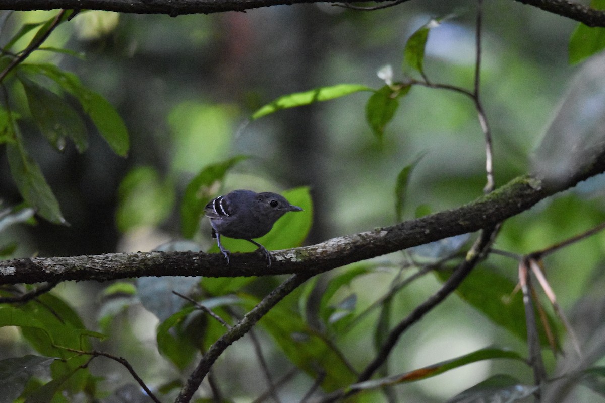 Plain-throated Antwren - ML639633493