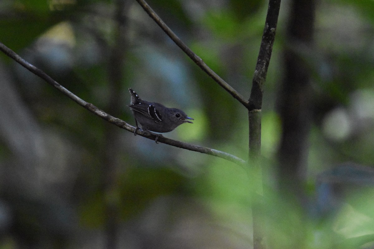 Plain-throated Antwren - ML639633494