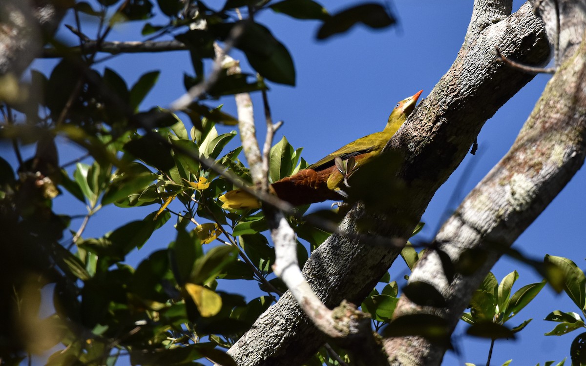 Green Oropendola - ML639633507