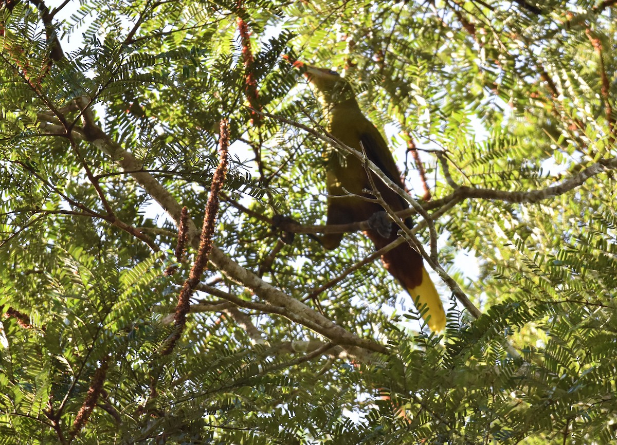 Green Oropendola - ML639633508