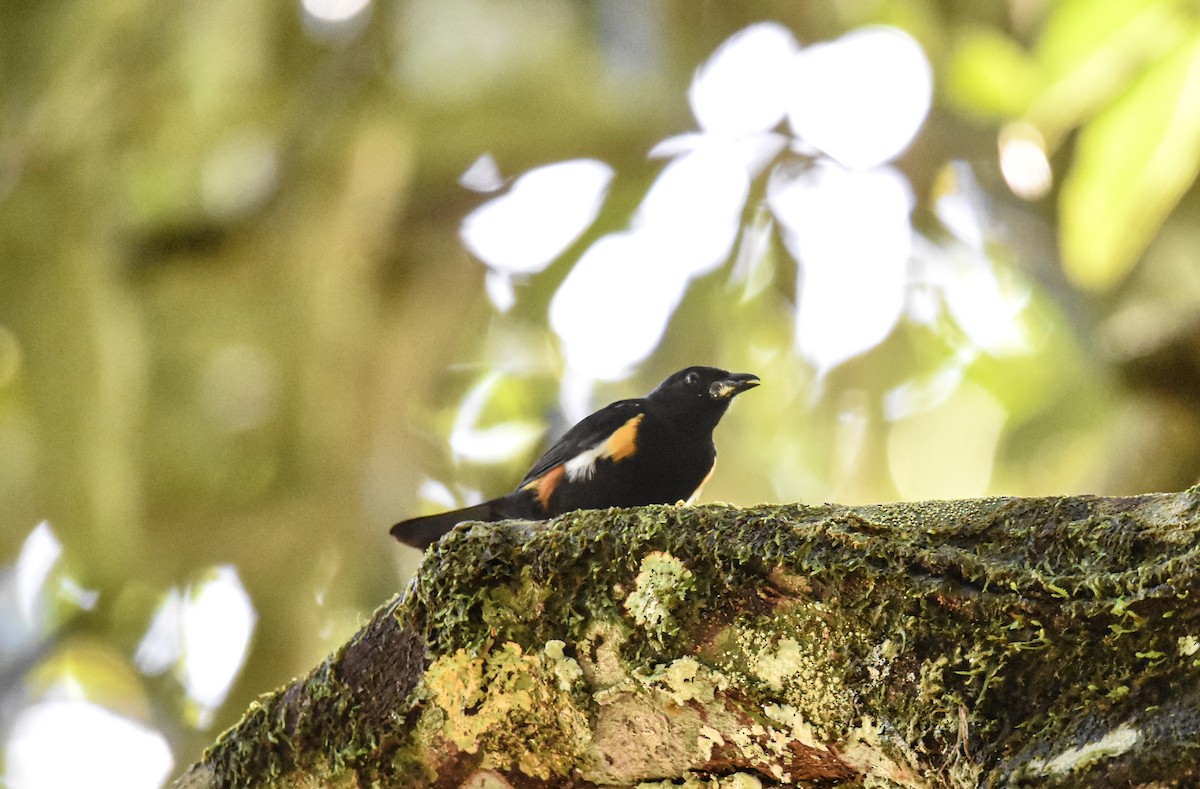 Fulvous-crested Tanager - ML639633515