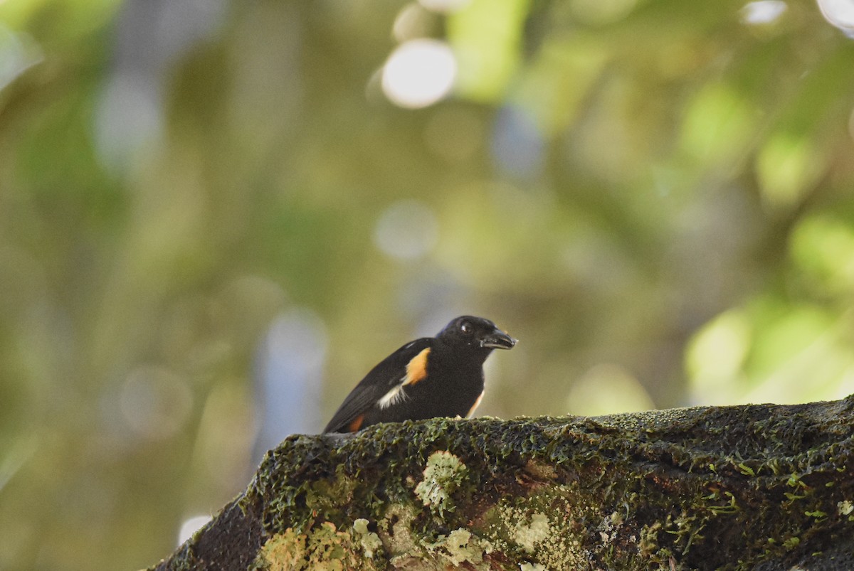 Fulvous-crested Tanager - ML639633516