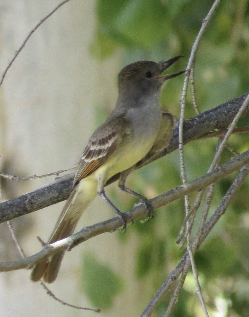 Brown-crested Flycatcher - ML639633560