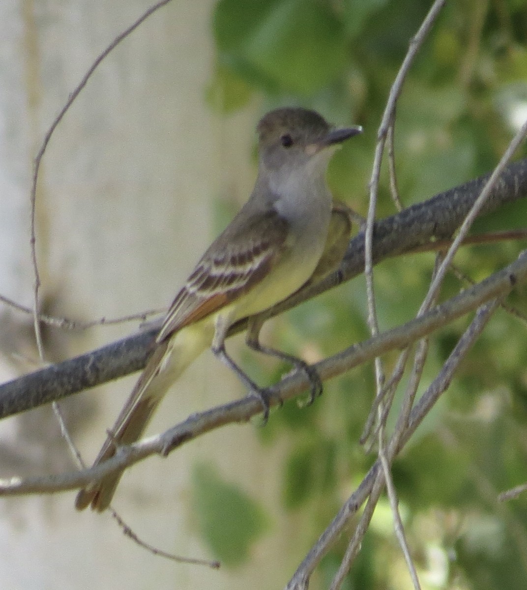 Brown-crested Flycatcher - ML639633565