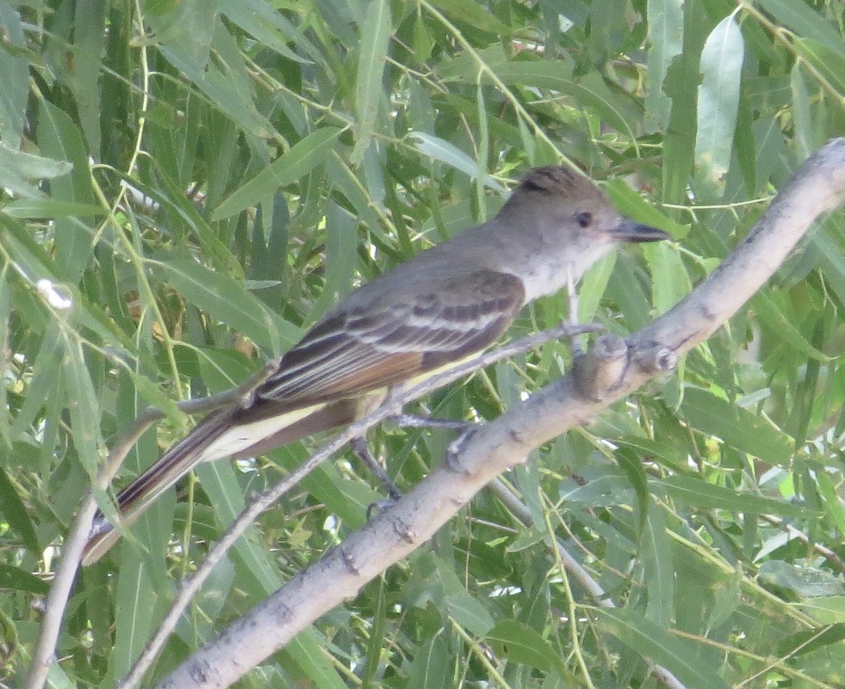 Brown-crested Flycatcher - ML639633568