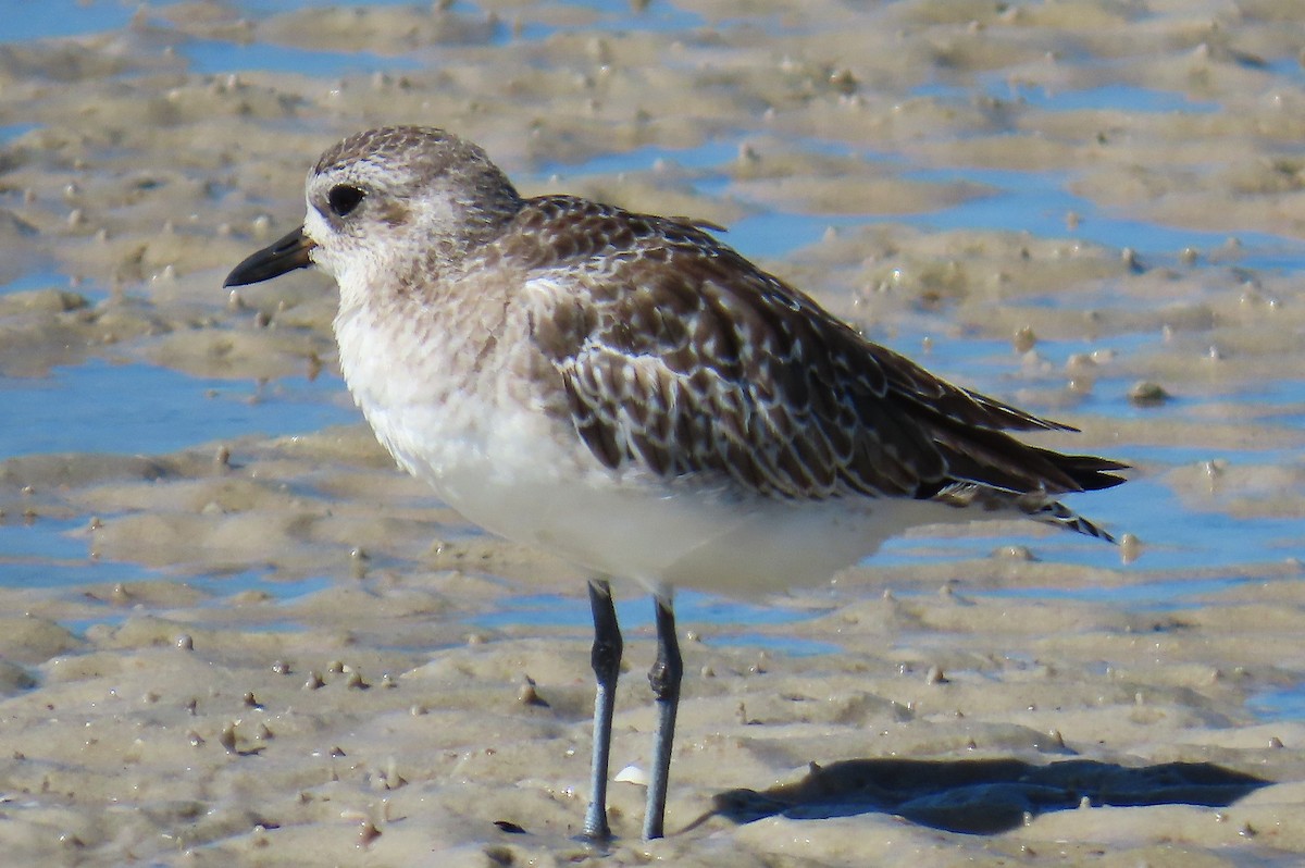 Black-bellied Plover - ML639633571