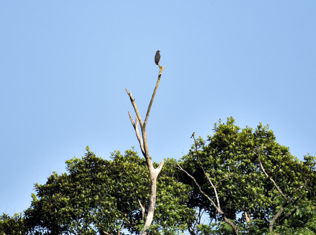 Slender-billed Kite - ML639633625