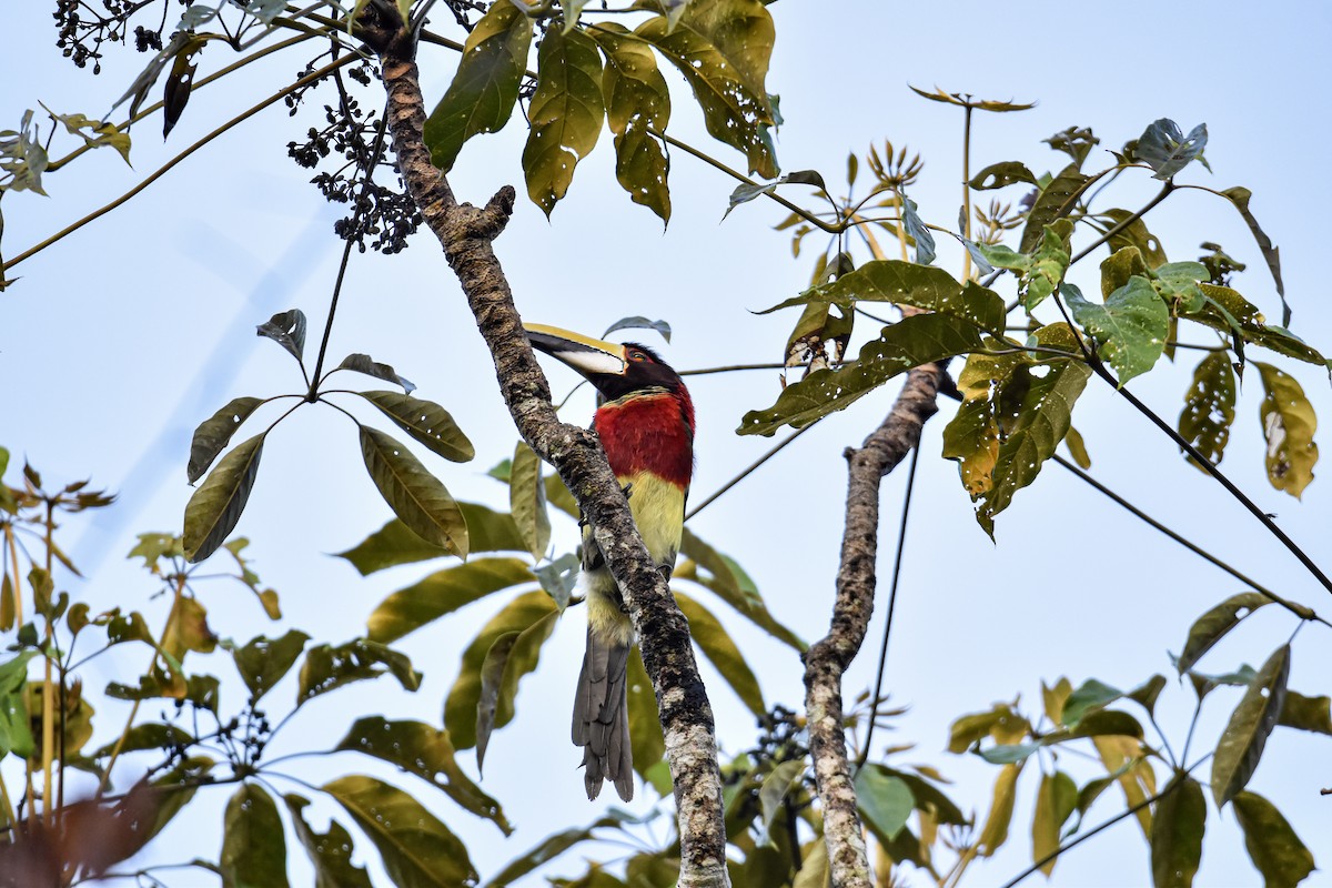 Red-necked Aracari - ML639633645