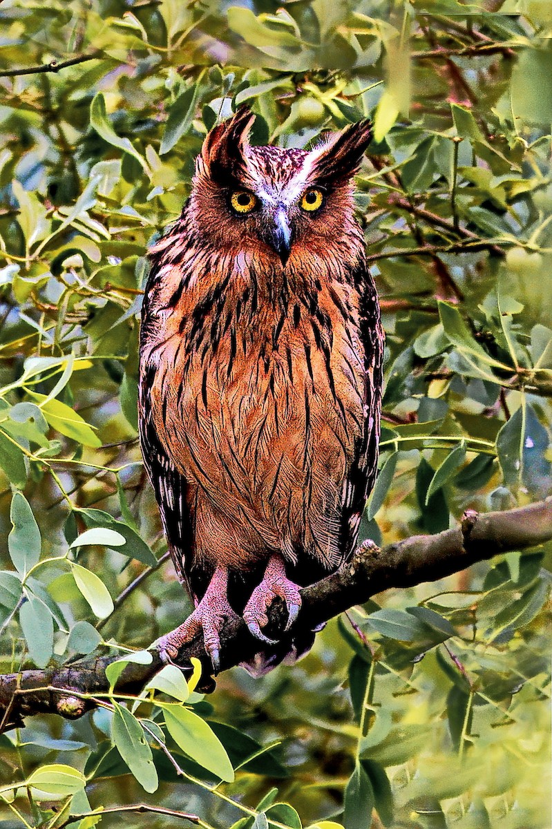 Buffy Fish-Owl - ML639633674