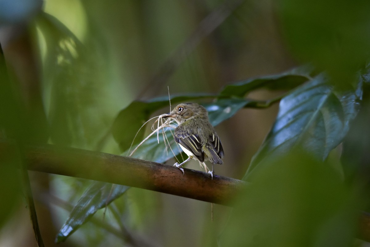 Helmeted Pygmy-Tyrant - ML639633713