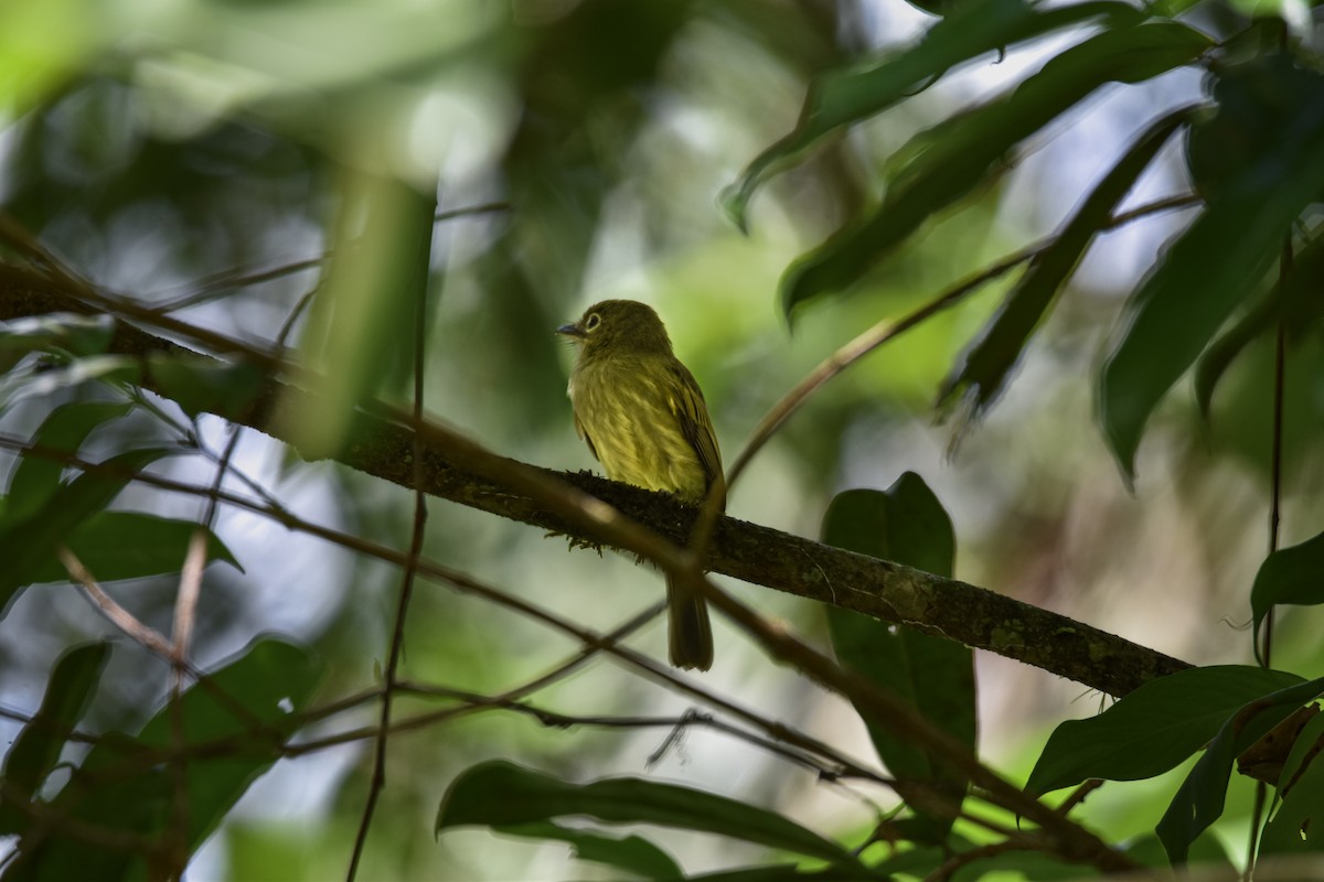 Eastern Olivaceous Flatbill - ML639633724