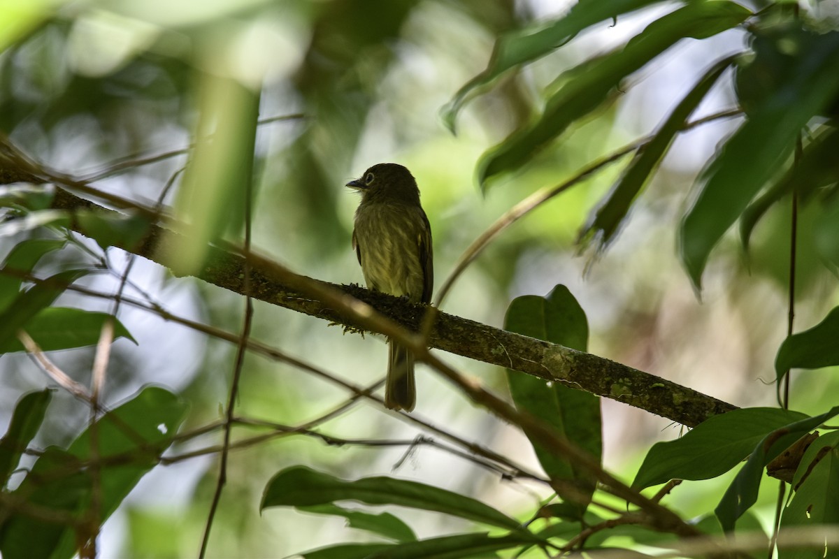 Eastern Olivaceous Flatbill - ML639633725