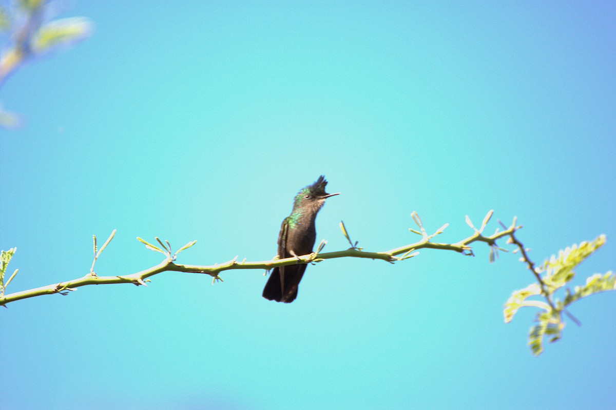 Antillean Crested Hummingbird - ML639633752