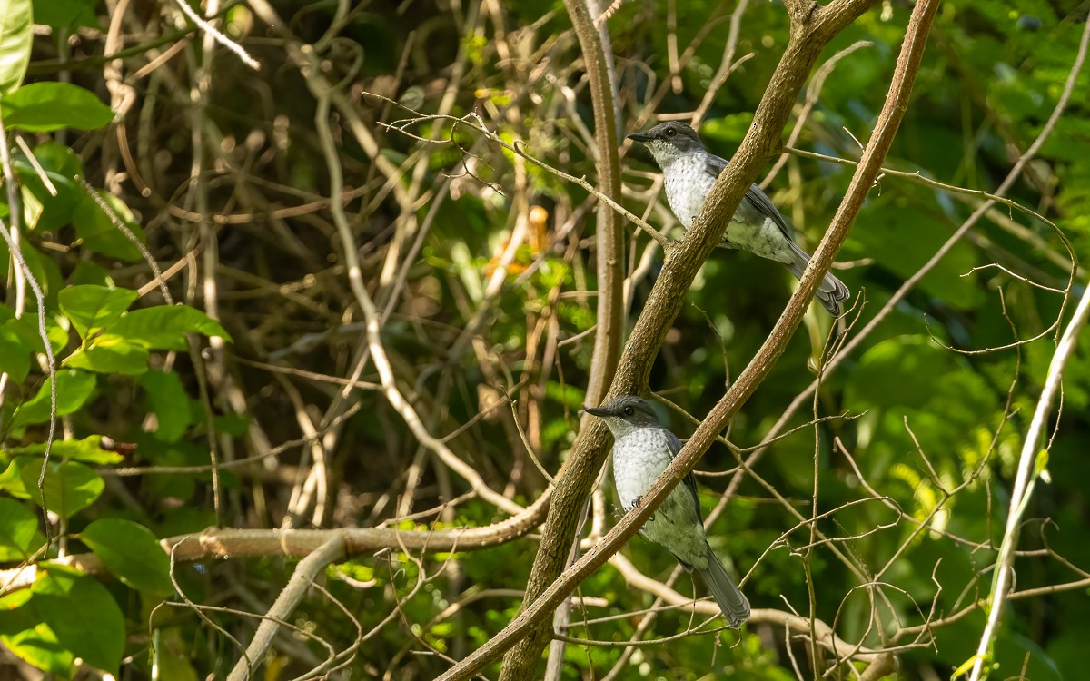 African Forest-Flycatcher (Western) - ML639633774