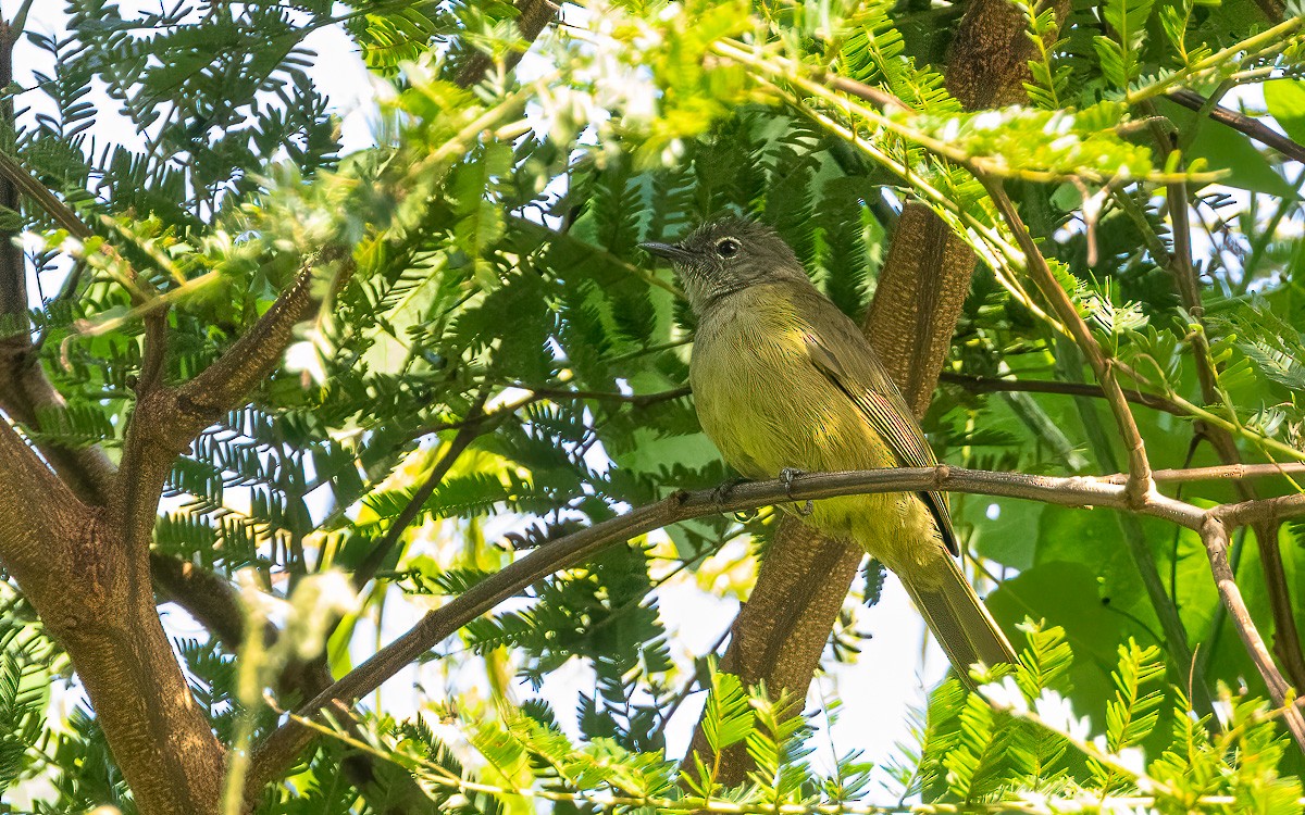 Gray Greenbul - ML639633790