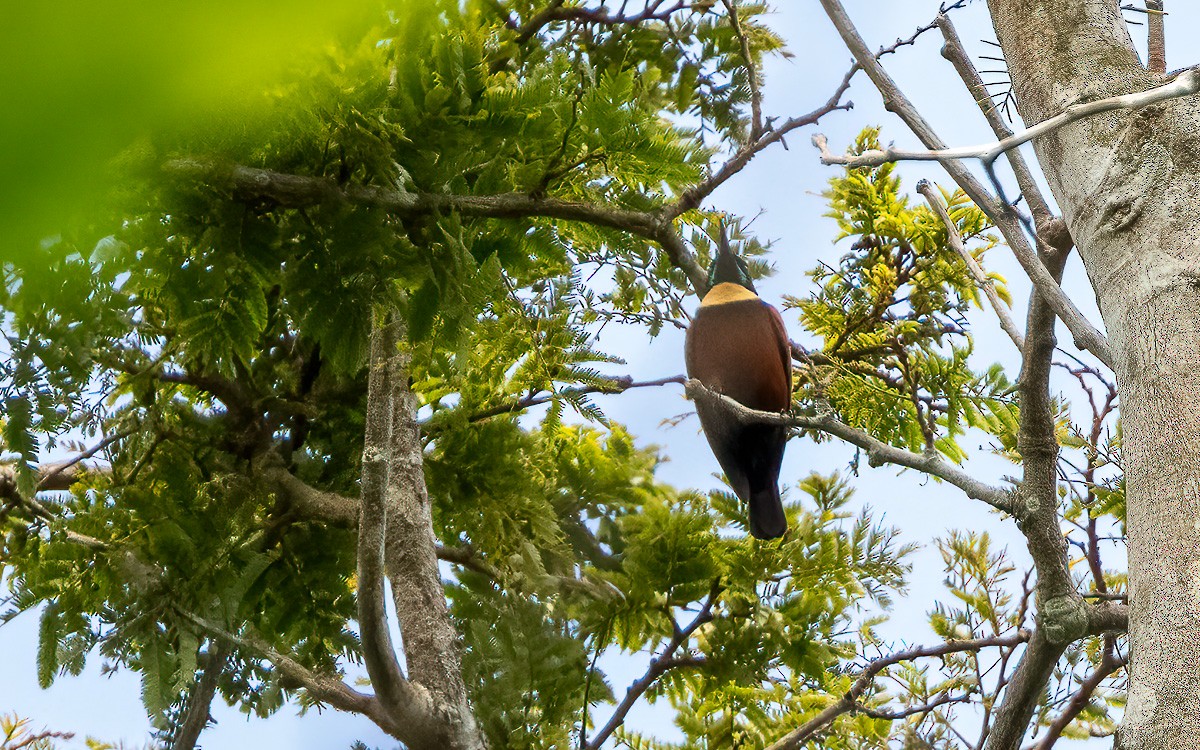 キノドタイヨウチョウ - ML639633806