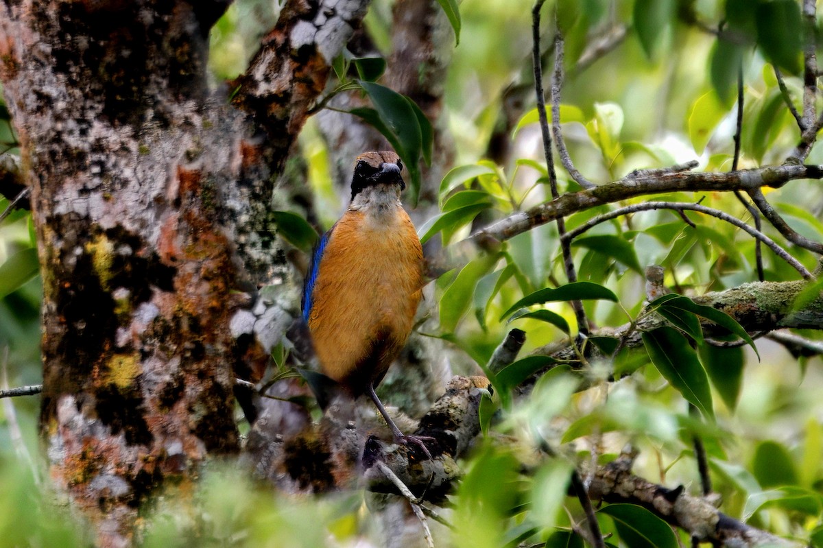 Mangrove Pitta - ML639633810
