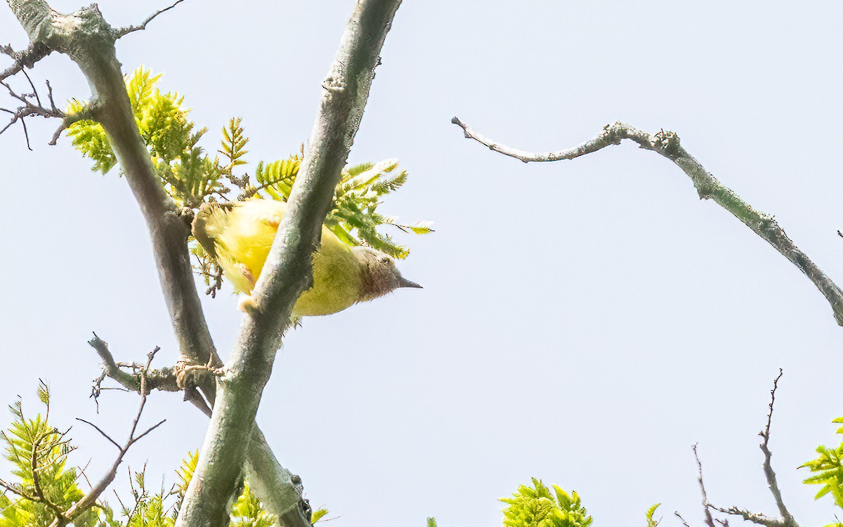 Lemon-bellied Crombec - ML639633815