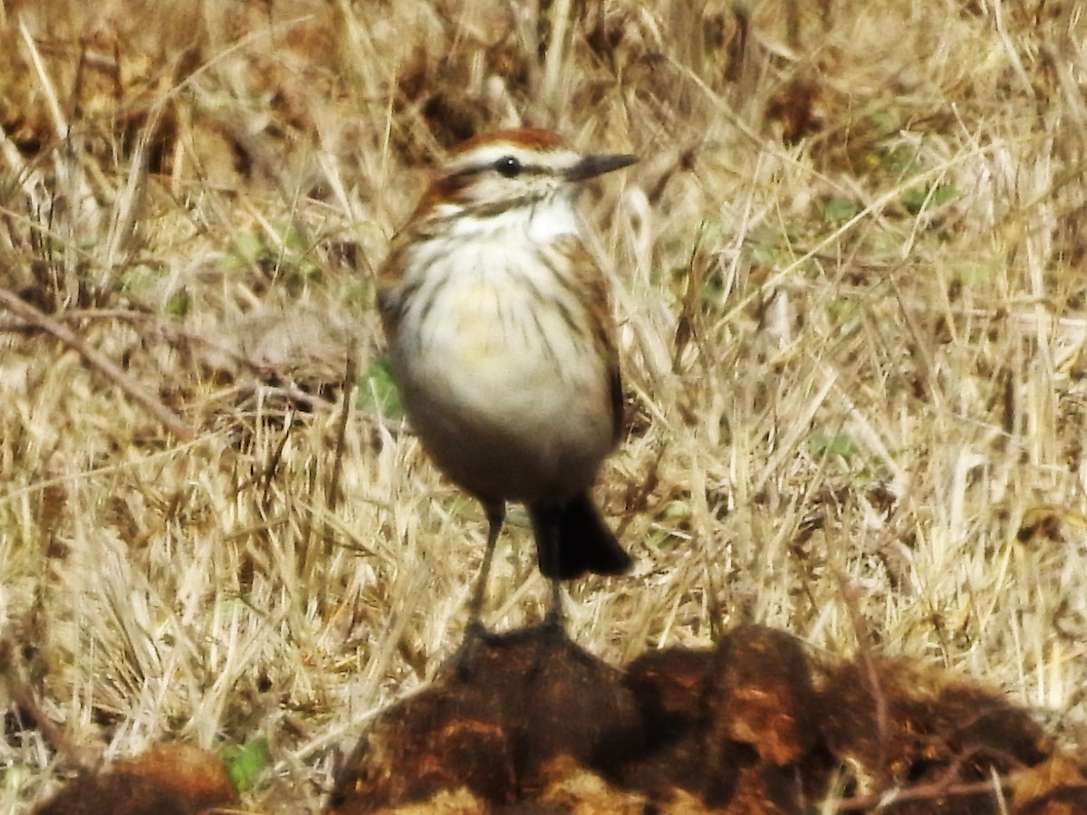 Rusty-backed Monjita - ML639633843