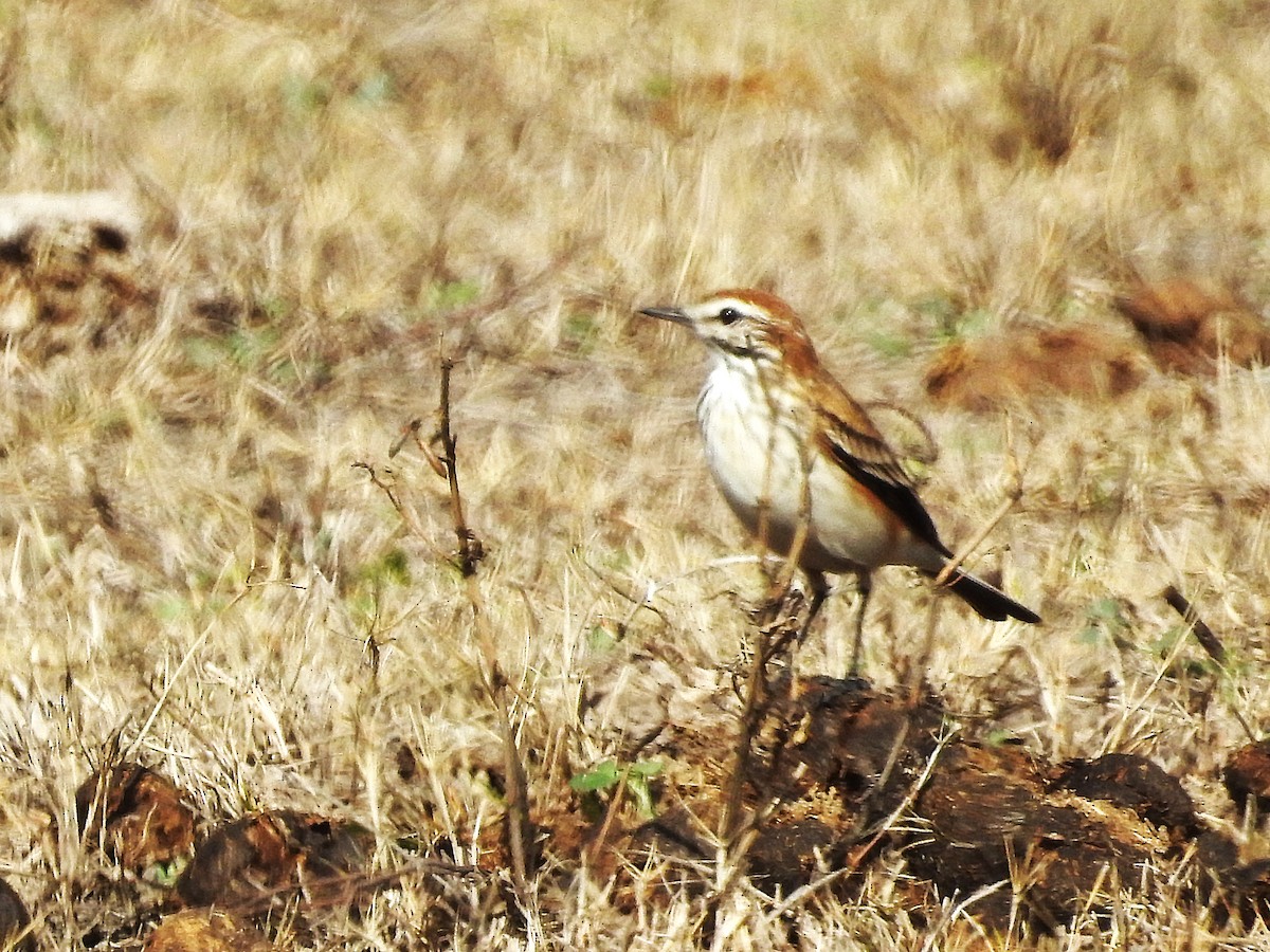 Rusty-backed Monjita - ML639633845