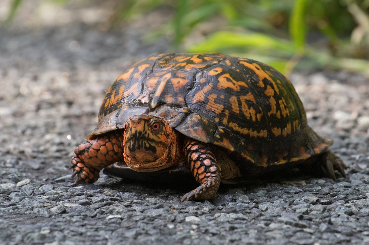 Eastern Box Turtle - ML639633898
