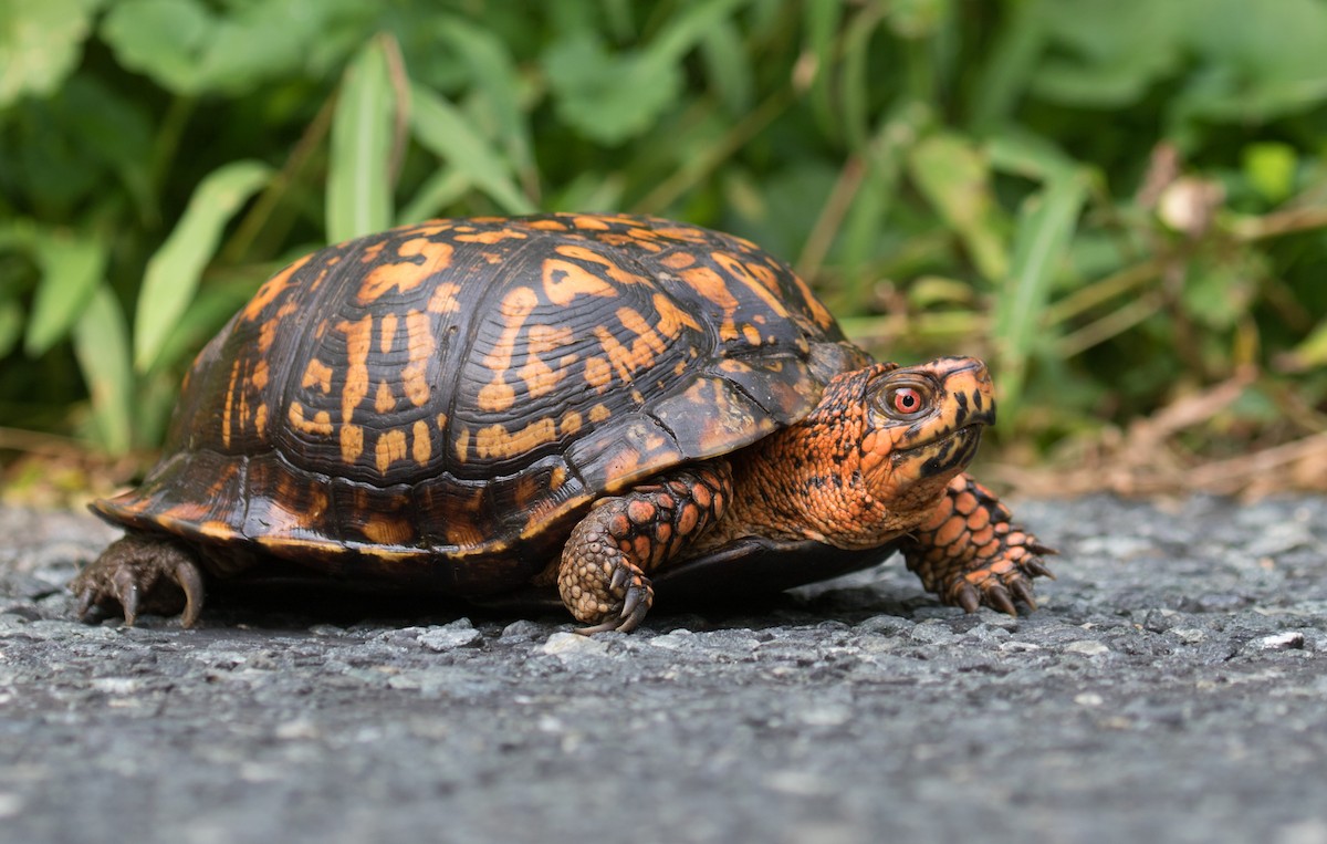 Eastern Box Turtle - ML639633899
