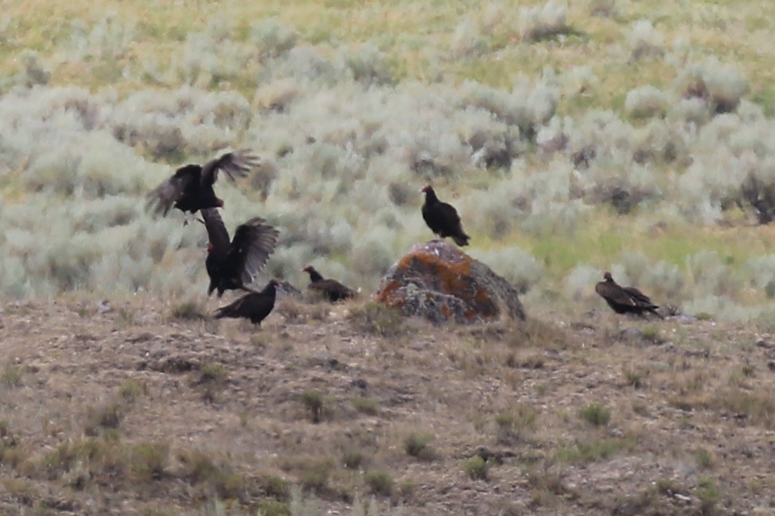 Turkey Vulture - ML639633912