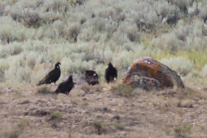 Turkey Vulture - ML639633915