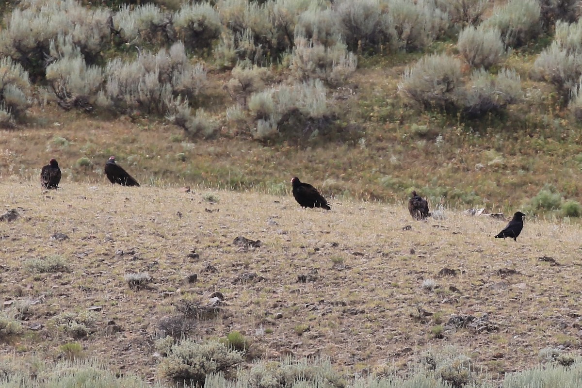 Turkey Vulture - ML639633919