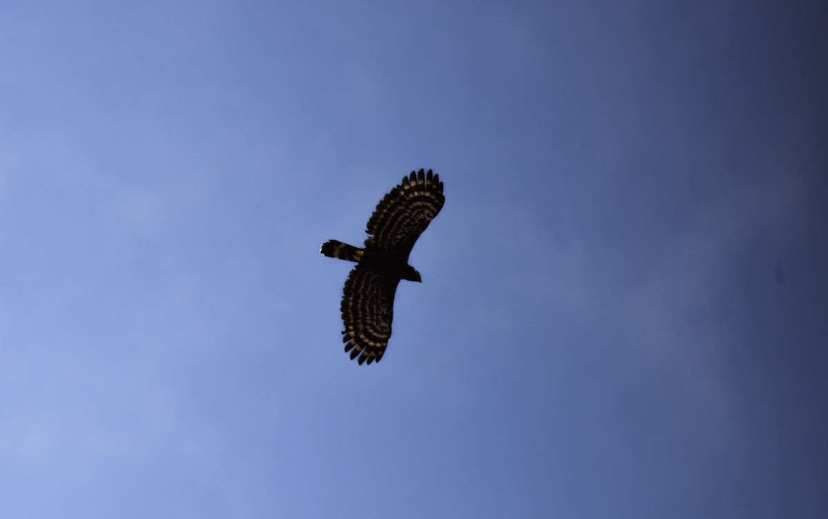 Black Hawk-Eagle - ML639633978