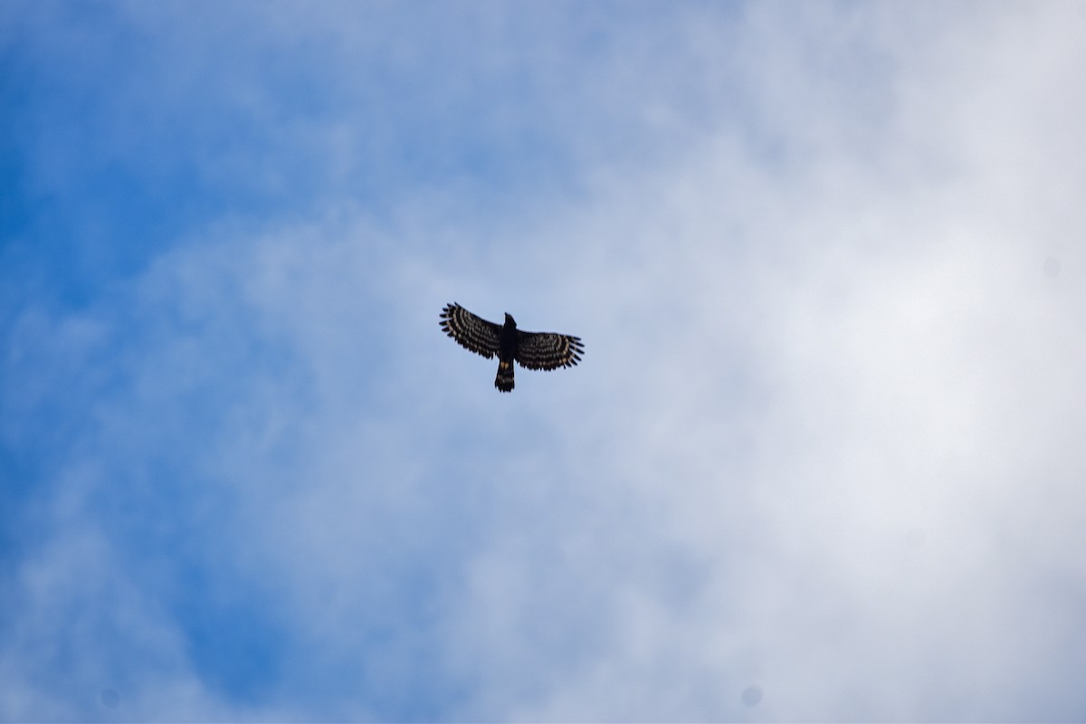 Black Hawk-Eagle - ML639633980