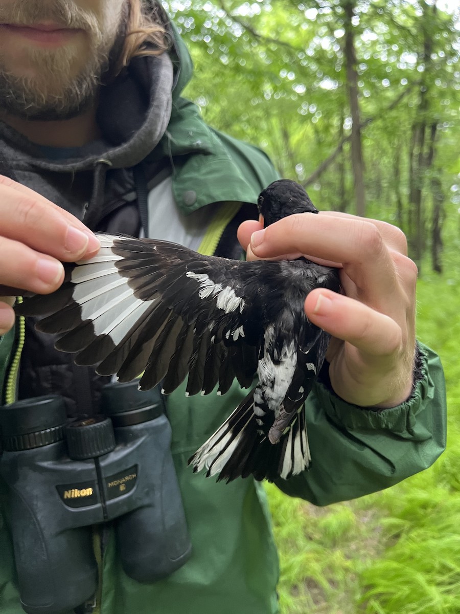 Rose-breasted Grosbeak - ML639633987