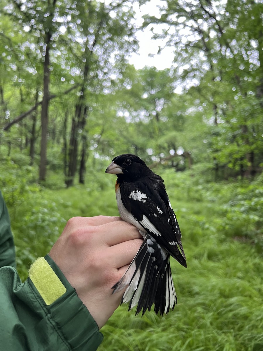 Rose-breasted Grosbeak - ML639633988