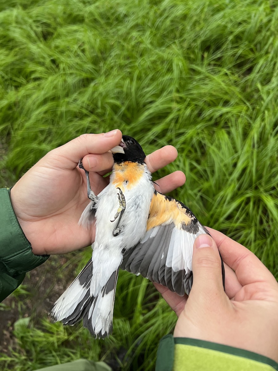 Rose-breasted Grosbeak - ML639633989