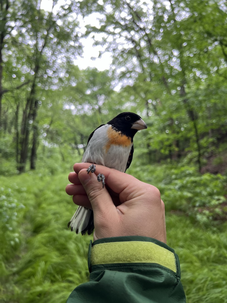 Rose-breasted Grosbeak - ML639633990