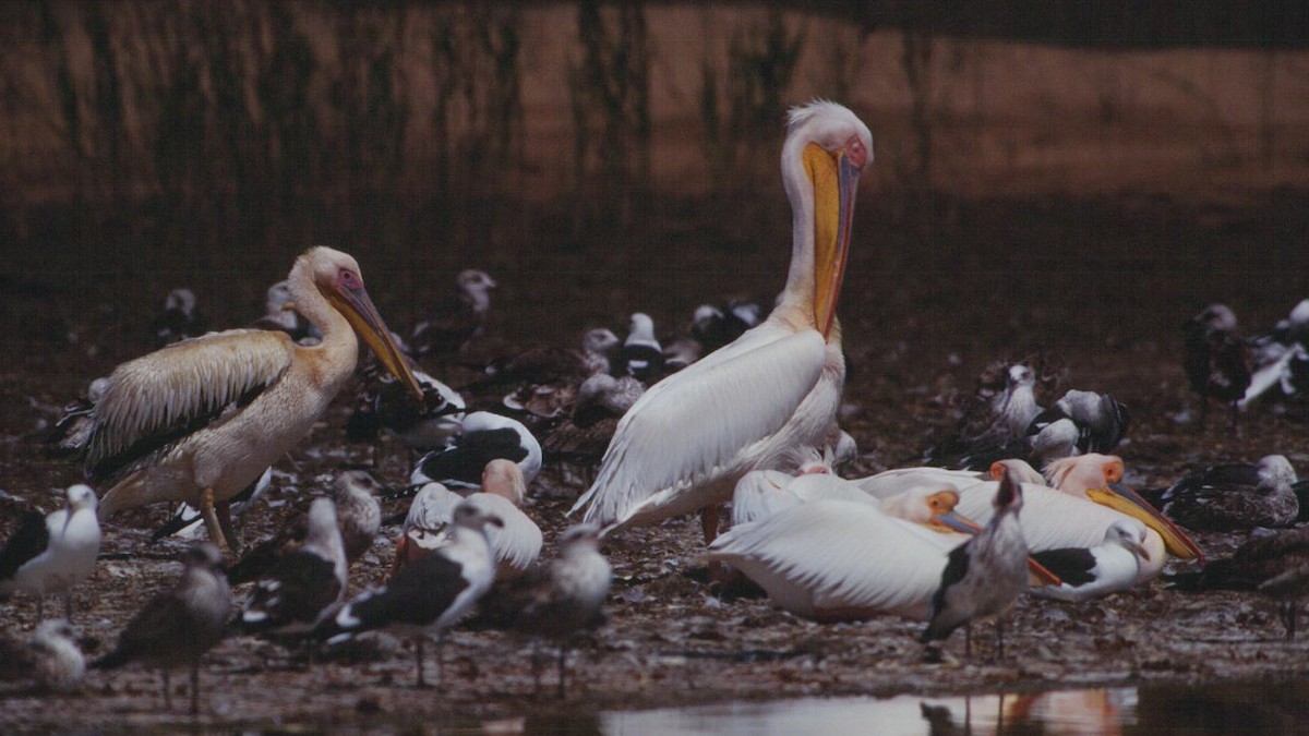 Great White Pelican - ML639634049