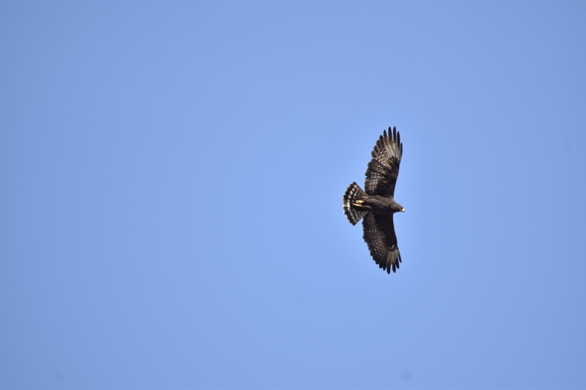 Short-tailed Hawk - ML639634082