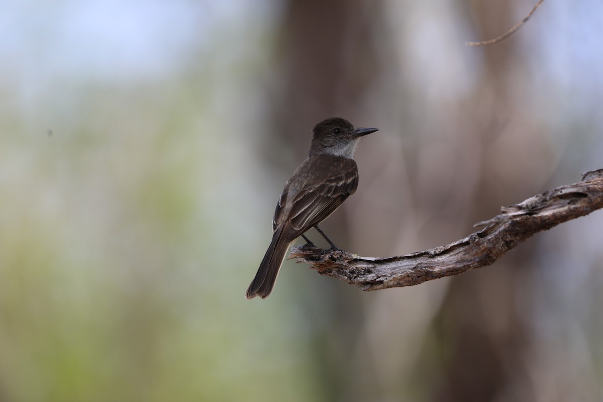 Puerto Rican Flycatcher - ML639634100