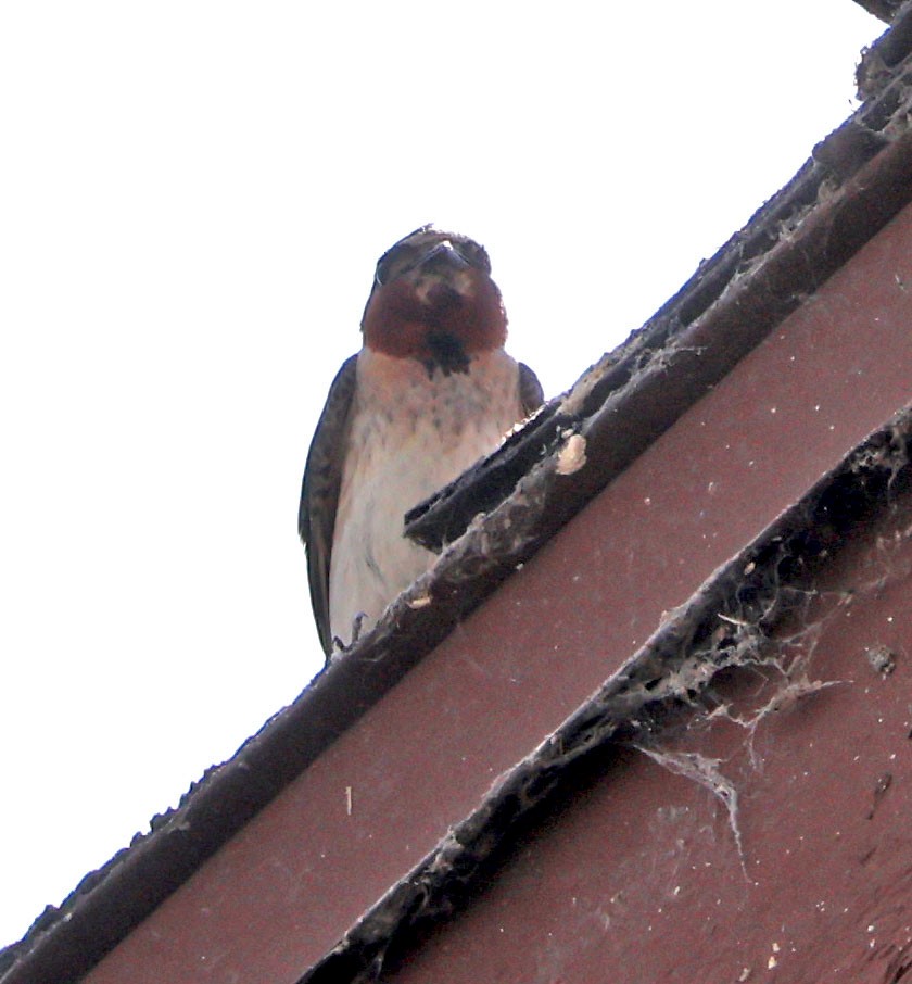 Cliff Swallow - ML639634173