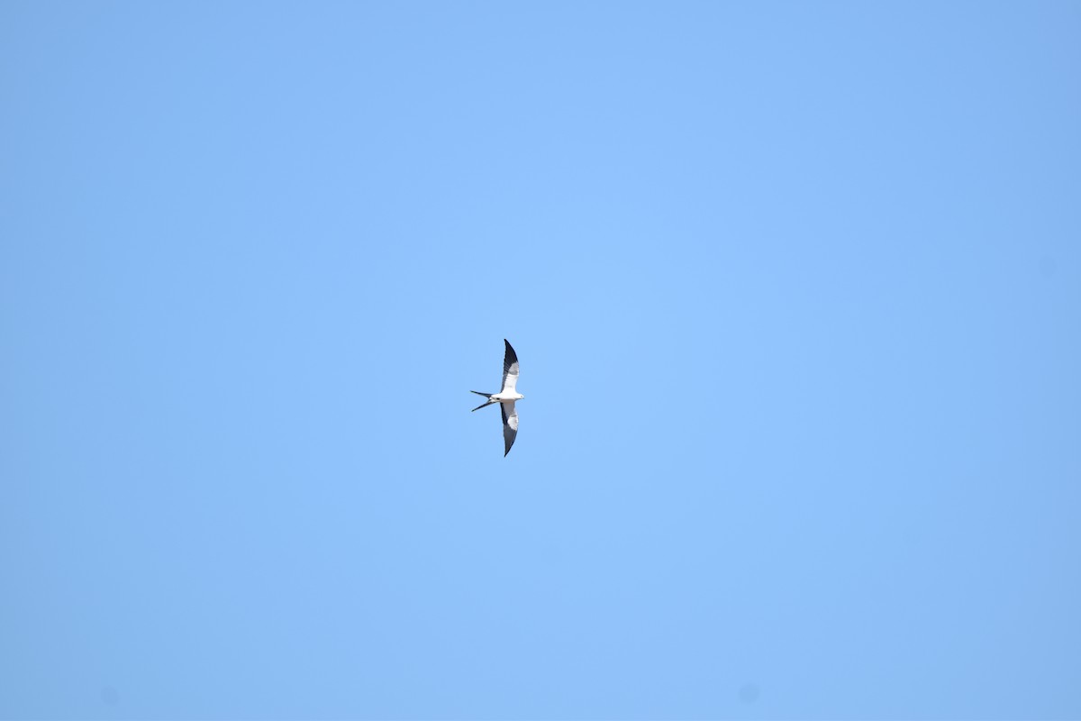 Swallow-tailed Kite - ML639634191