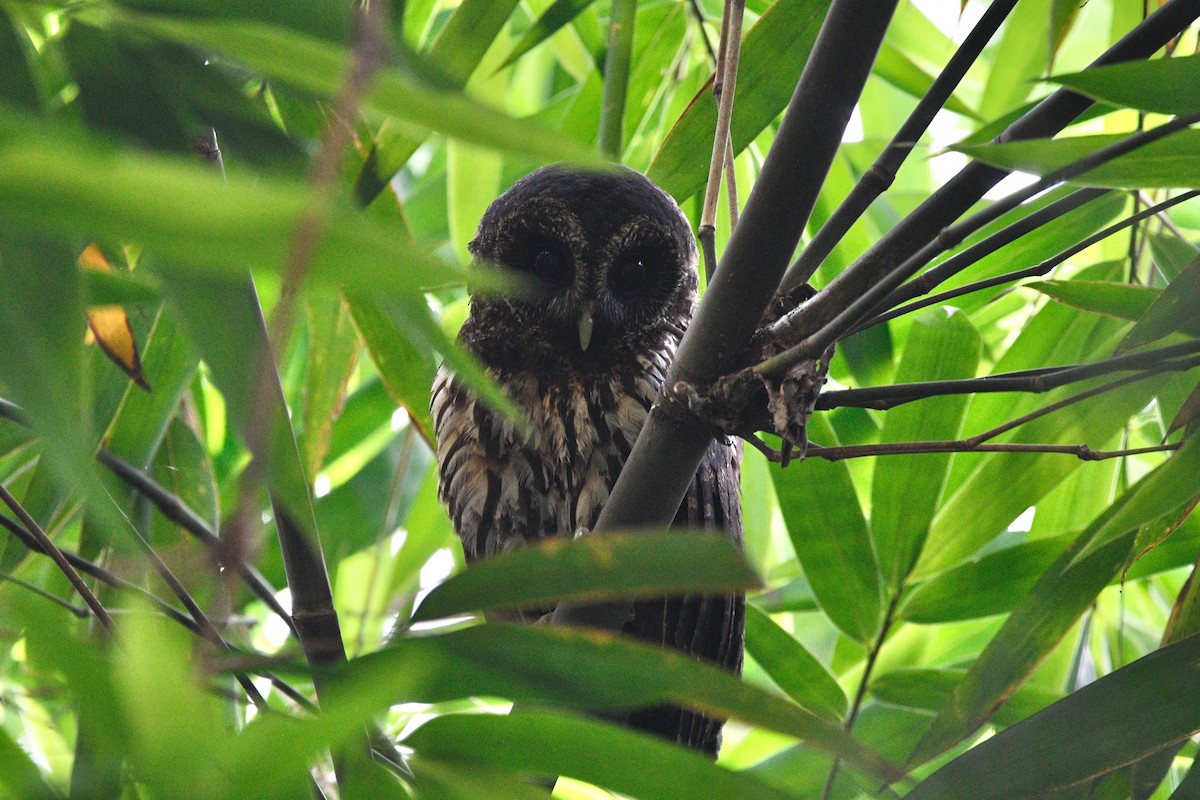 Mottled Owl - ML639634204