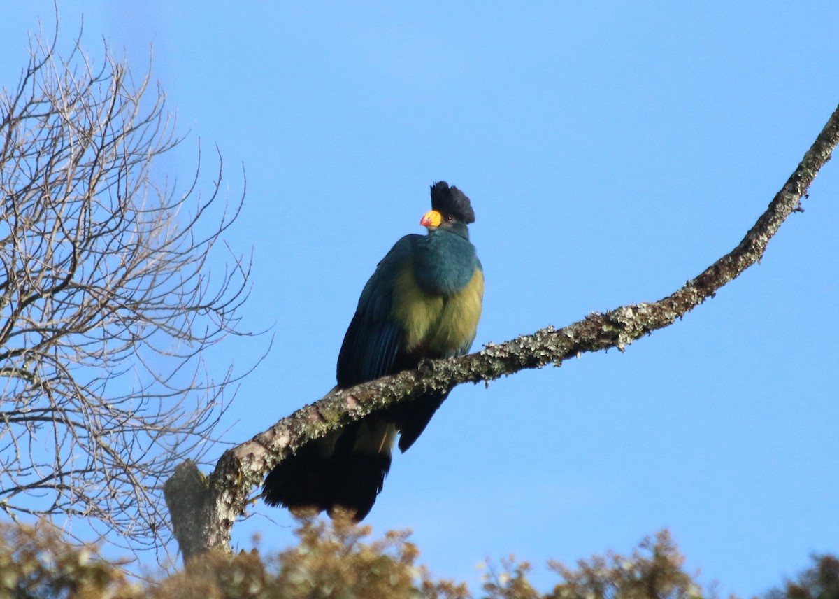 Turaco Gigante - ML639634259