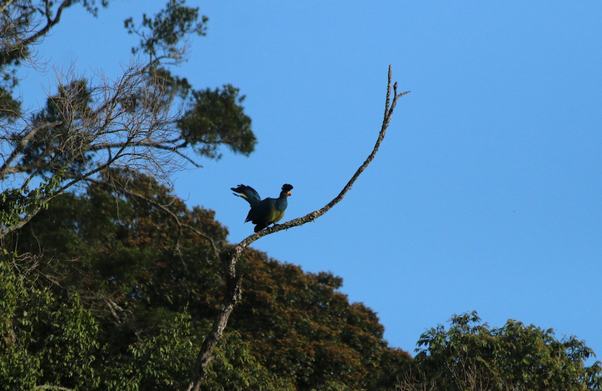 Turaco Gigante - ML639634260
