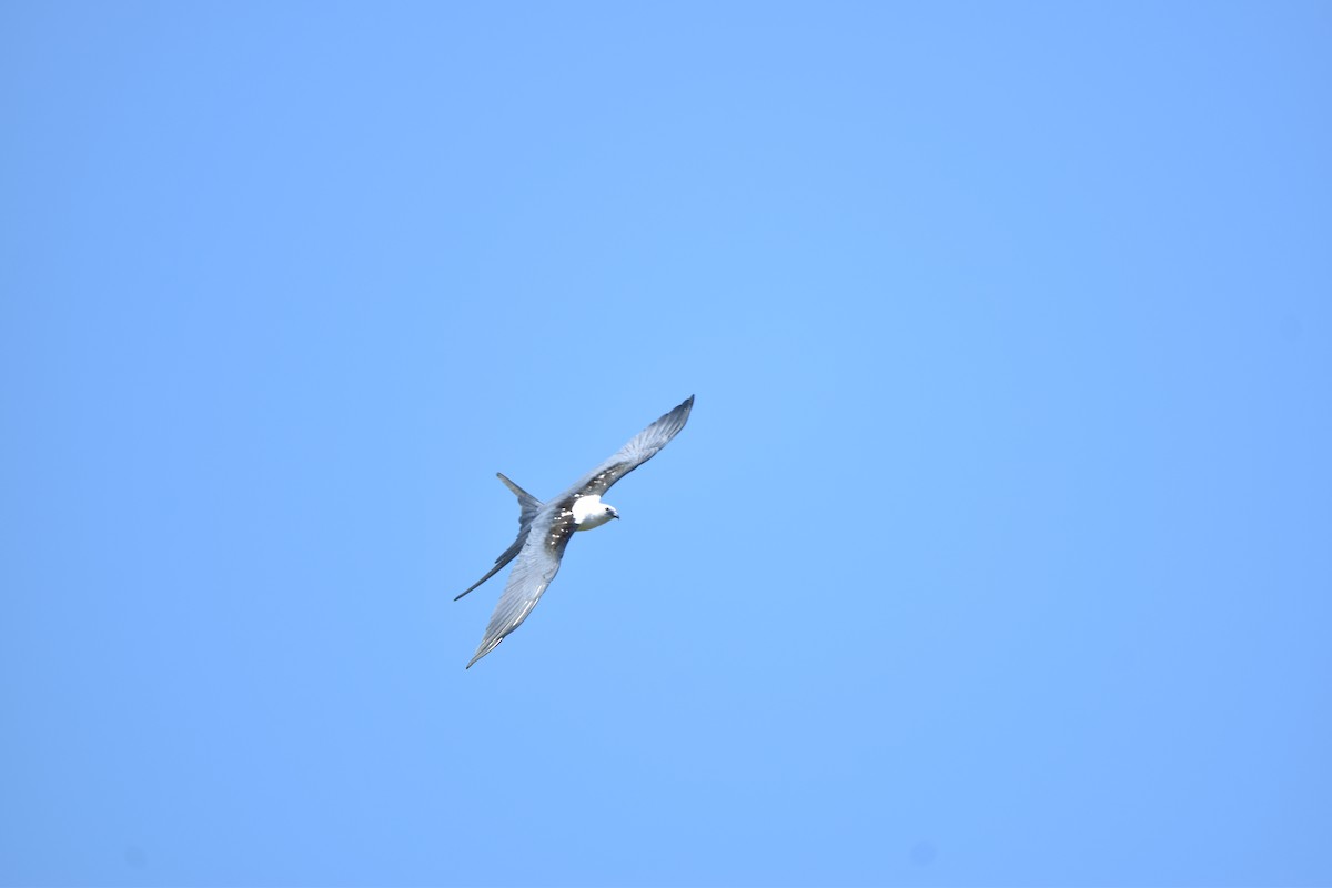 Swallow-tailed Kite - ML639634265