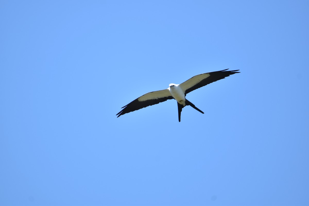 Swallow-tailed Kite - ML639634266