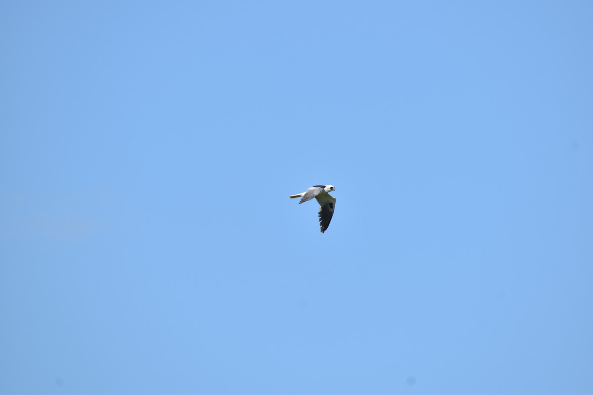 White-tailed Kite - ML639634268