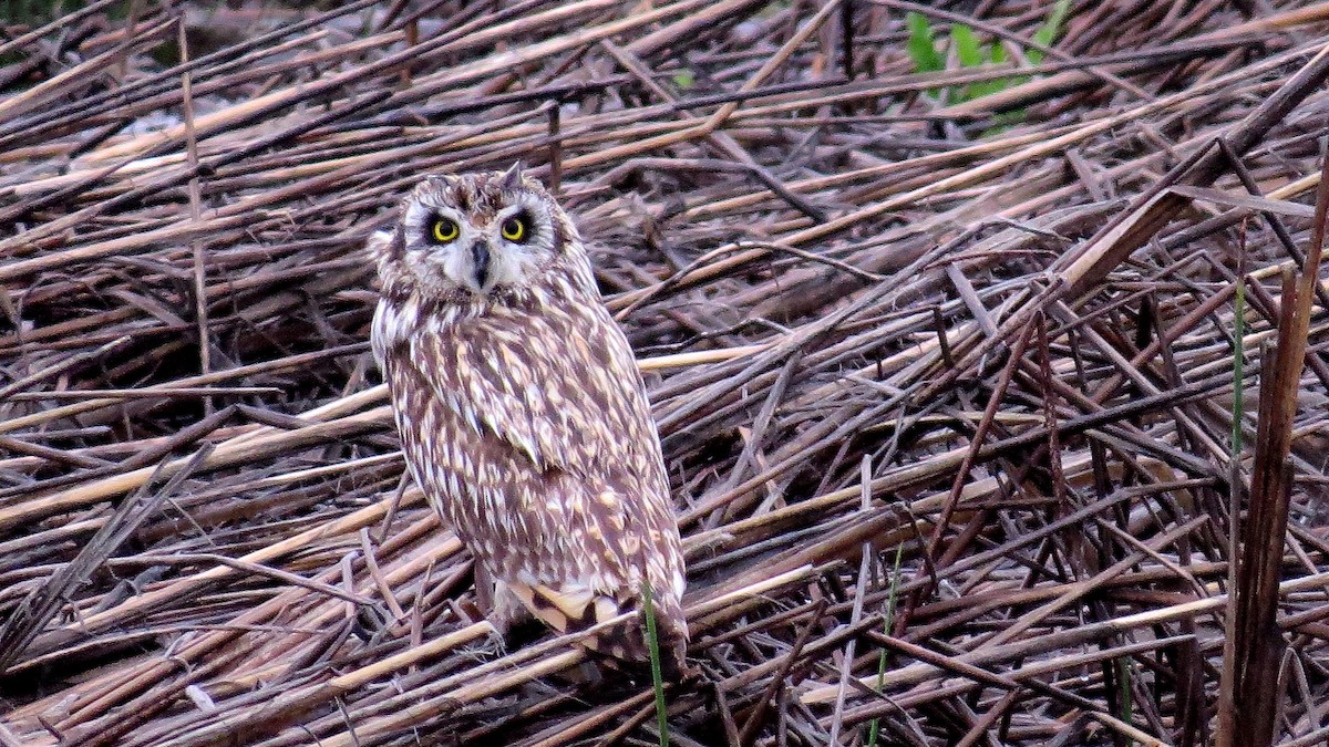 Hibou des marais - ML639634280