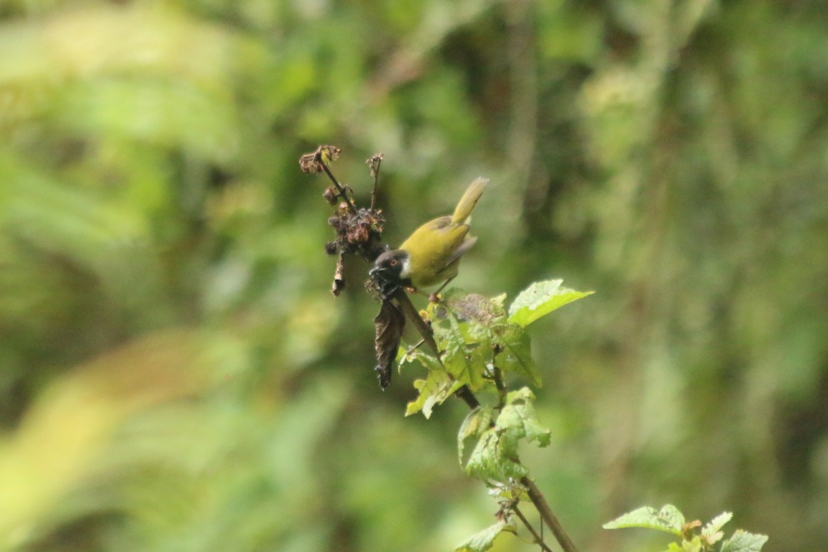 Apalis Carinegro - ML639634285