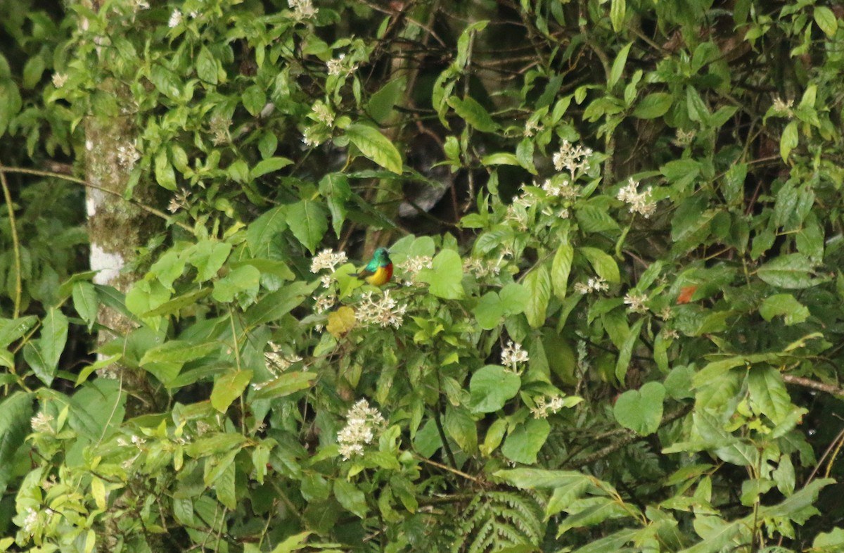 Suimanga Real - ML639634313