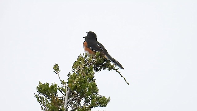 Eastern Towhee - ML639634314